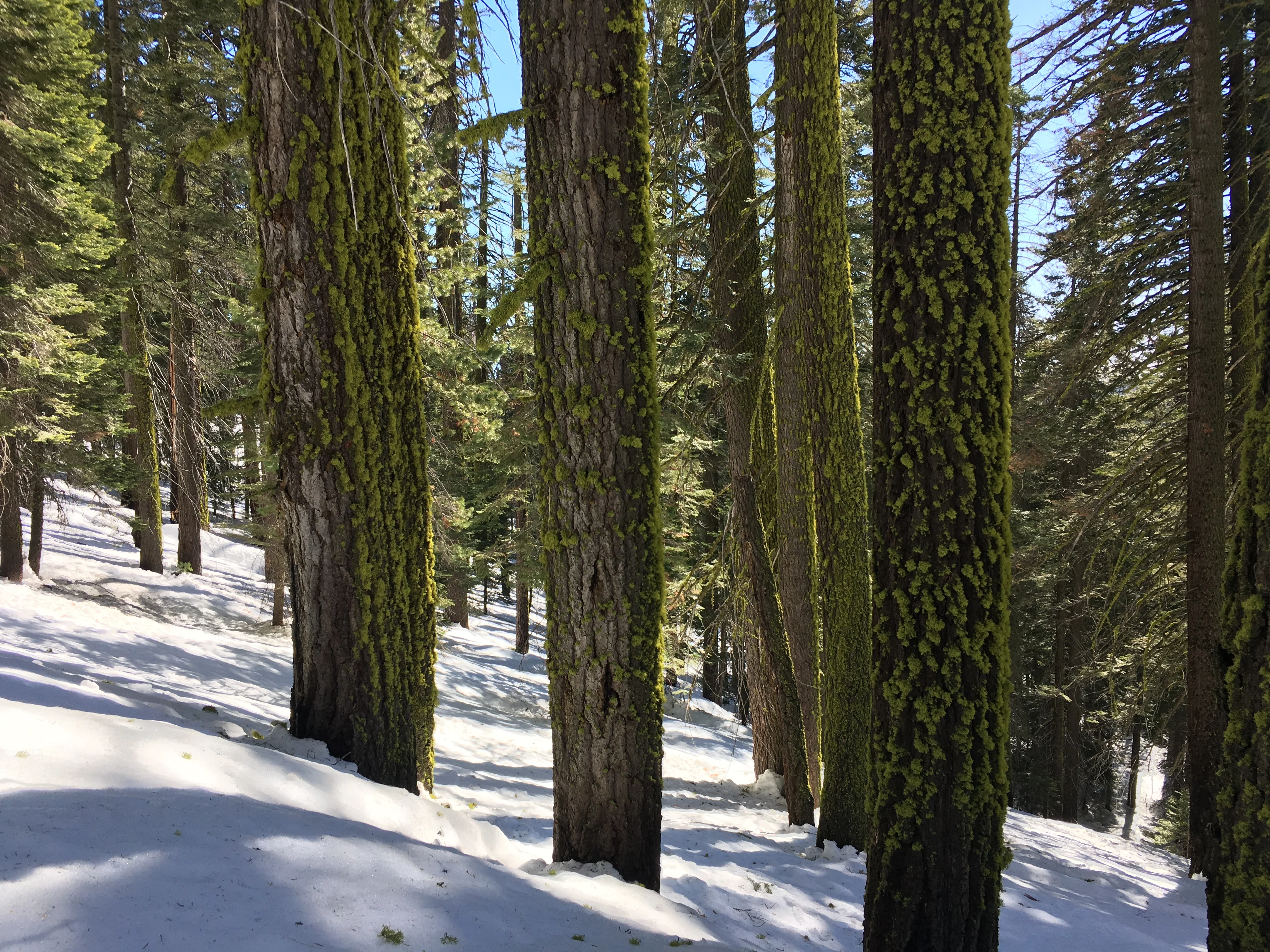 Snowshoeing Yosemite: Valley Overlook - Image 43