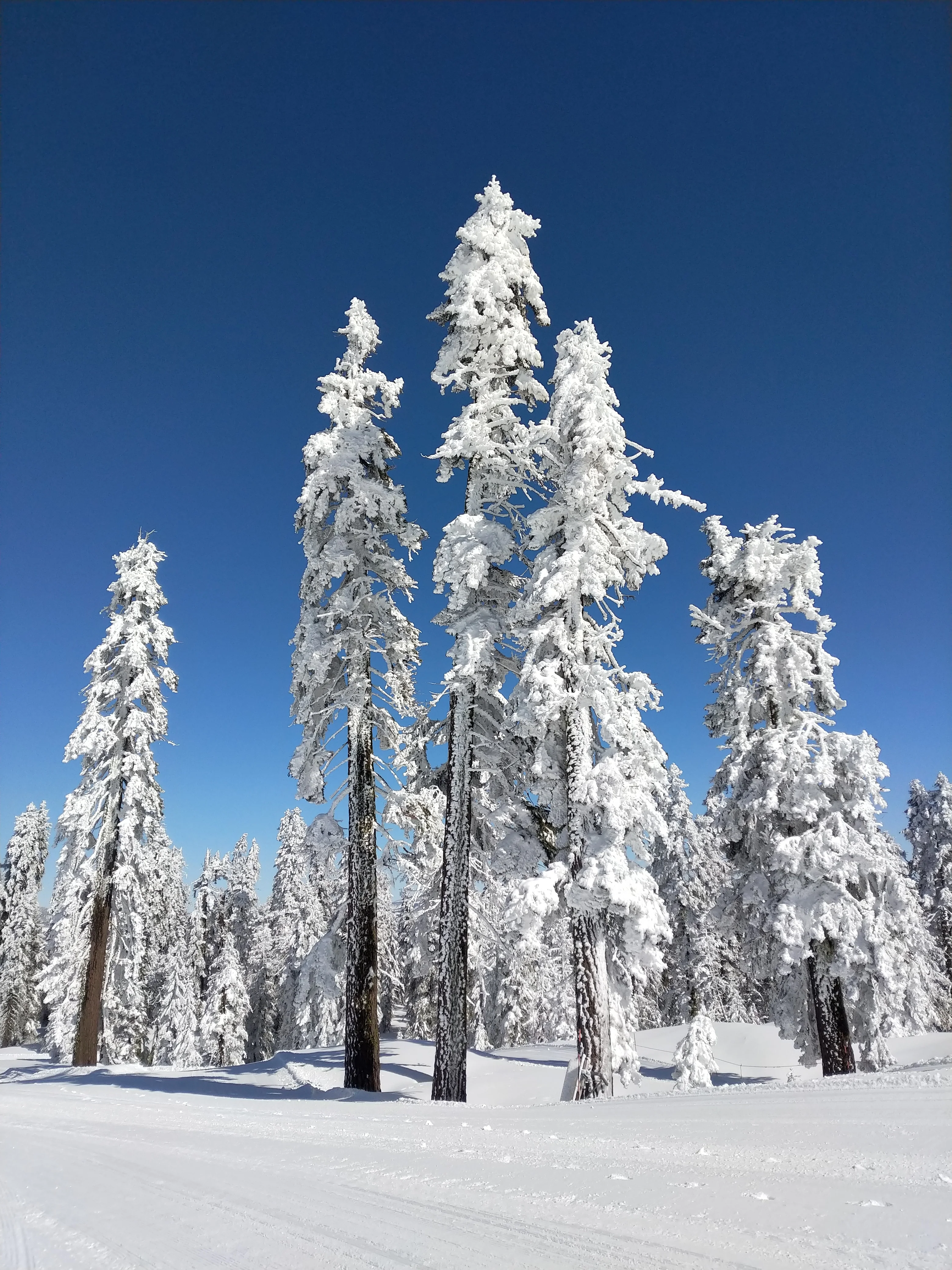 Snowshoeing Yosemite: Valley Overlook - Image 5