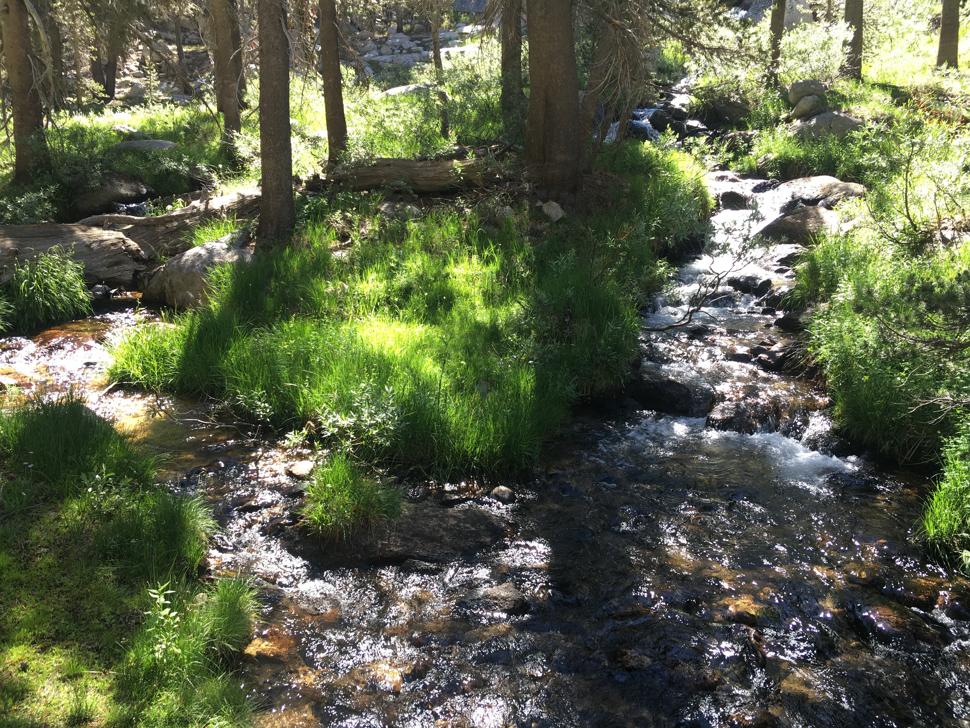 Backpacking Yosemite: Vogelsang - Image 18