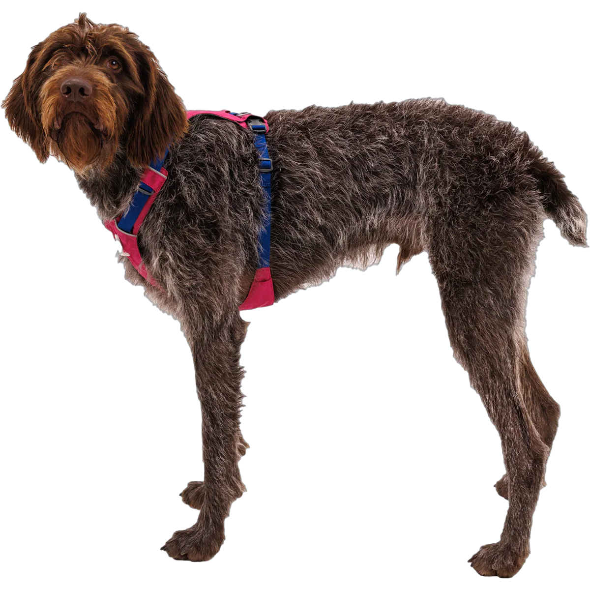 Hi and Light Harness - Image 4