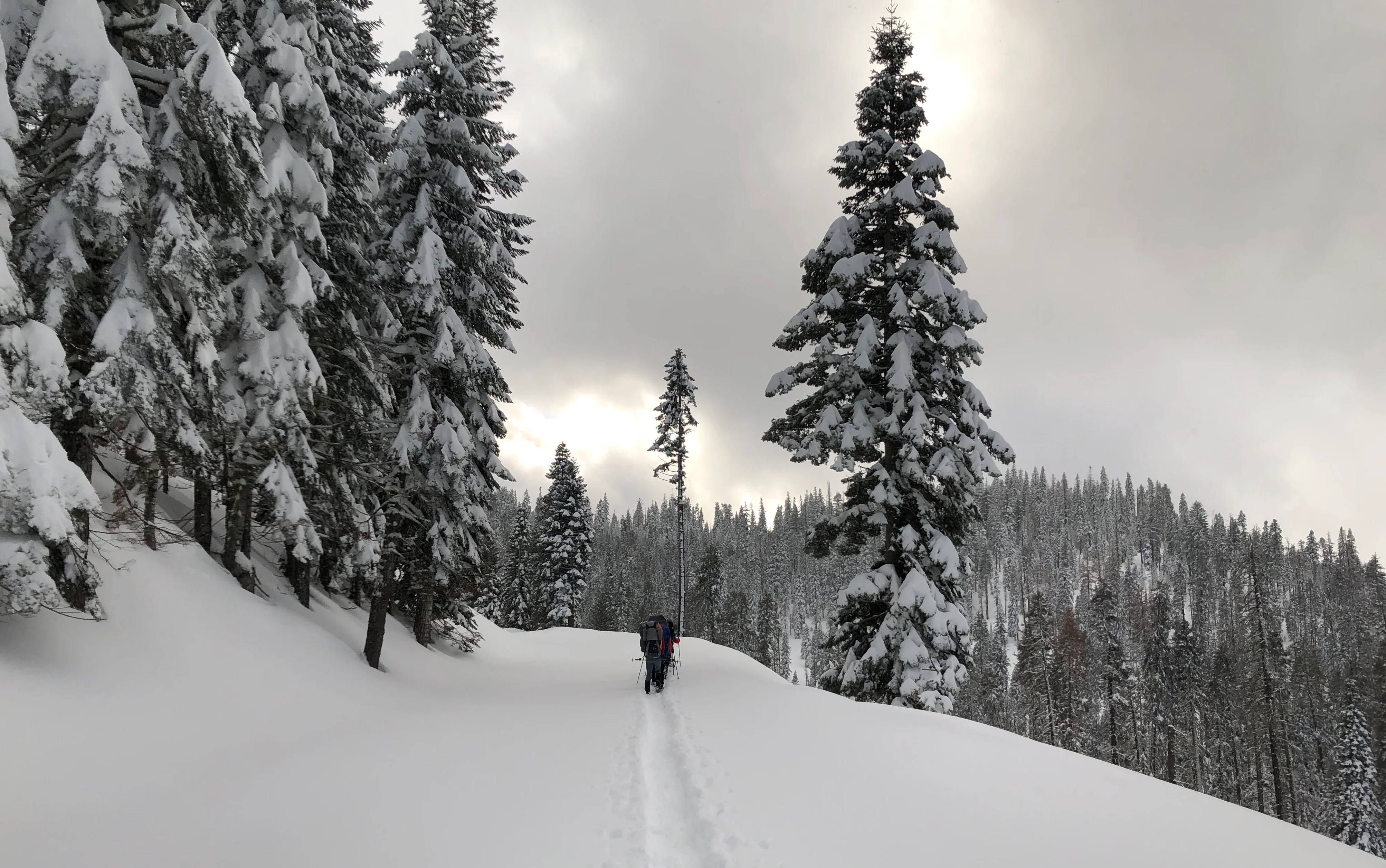 Snowshoeing Yosemite: Tuolumne Grove/Gin Flat Weekend - Image 15