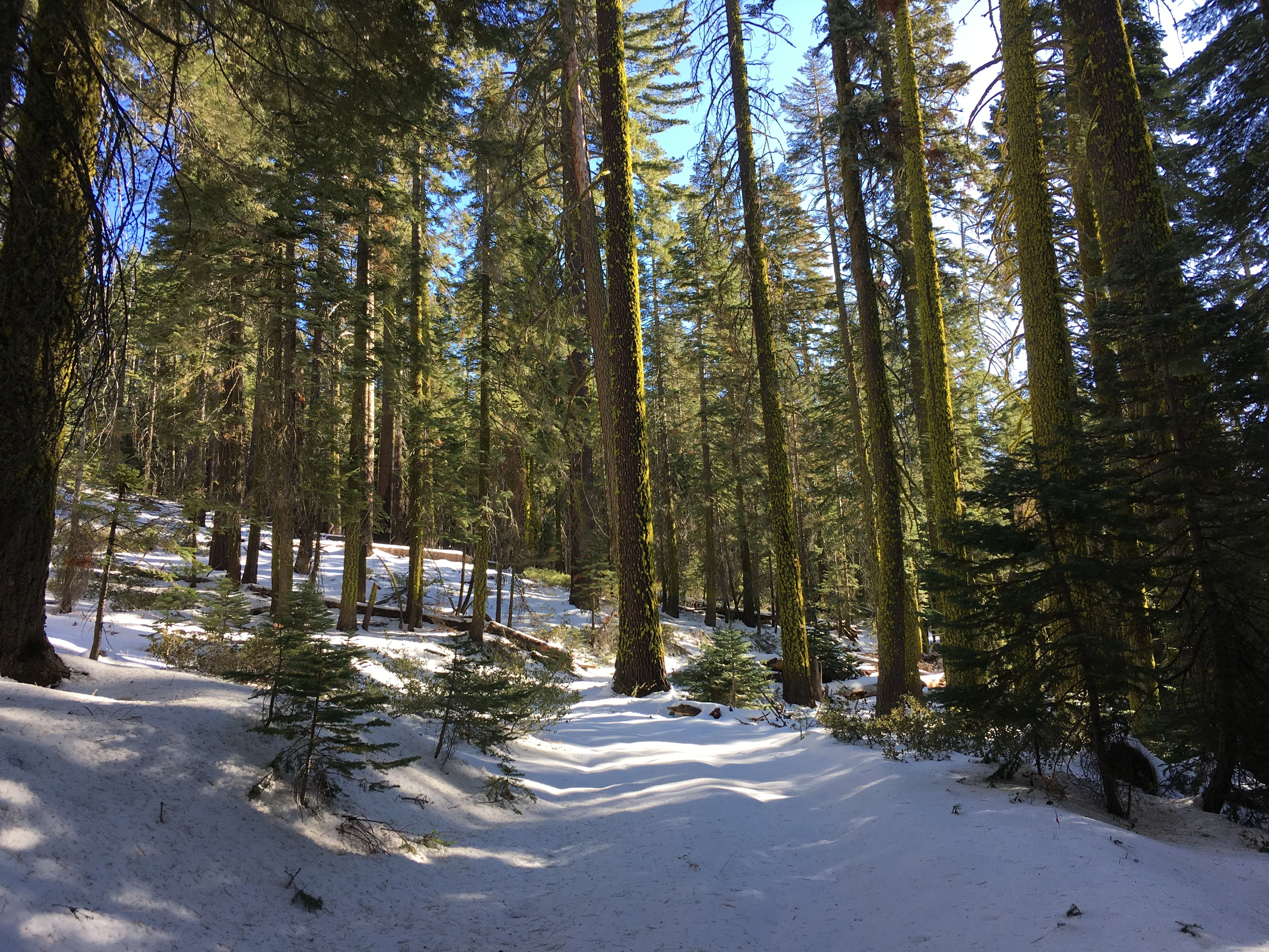 Snowshoeing Yosemite: Tuolumne Grove/Gin Flat Weekend - Image 16