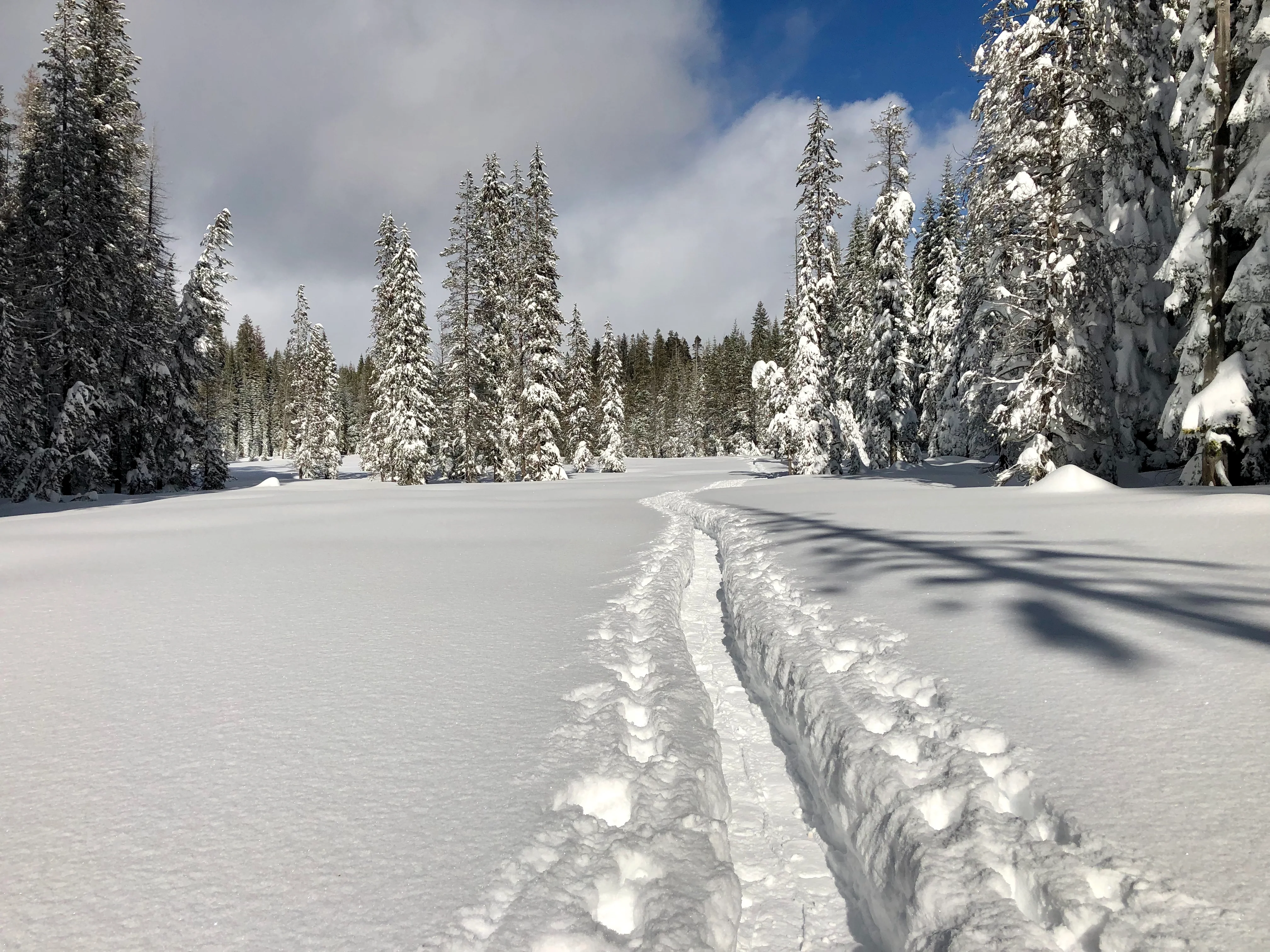Snowshoeing Yosemite: Tuolumne Grove/Gin Flat Weekend - Image 20