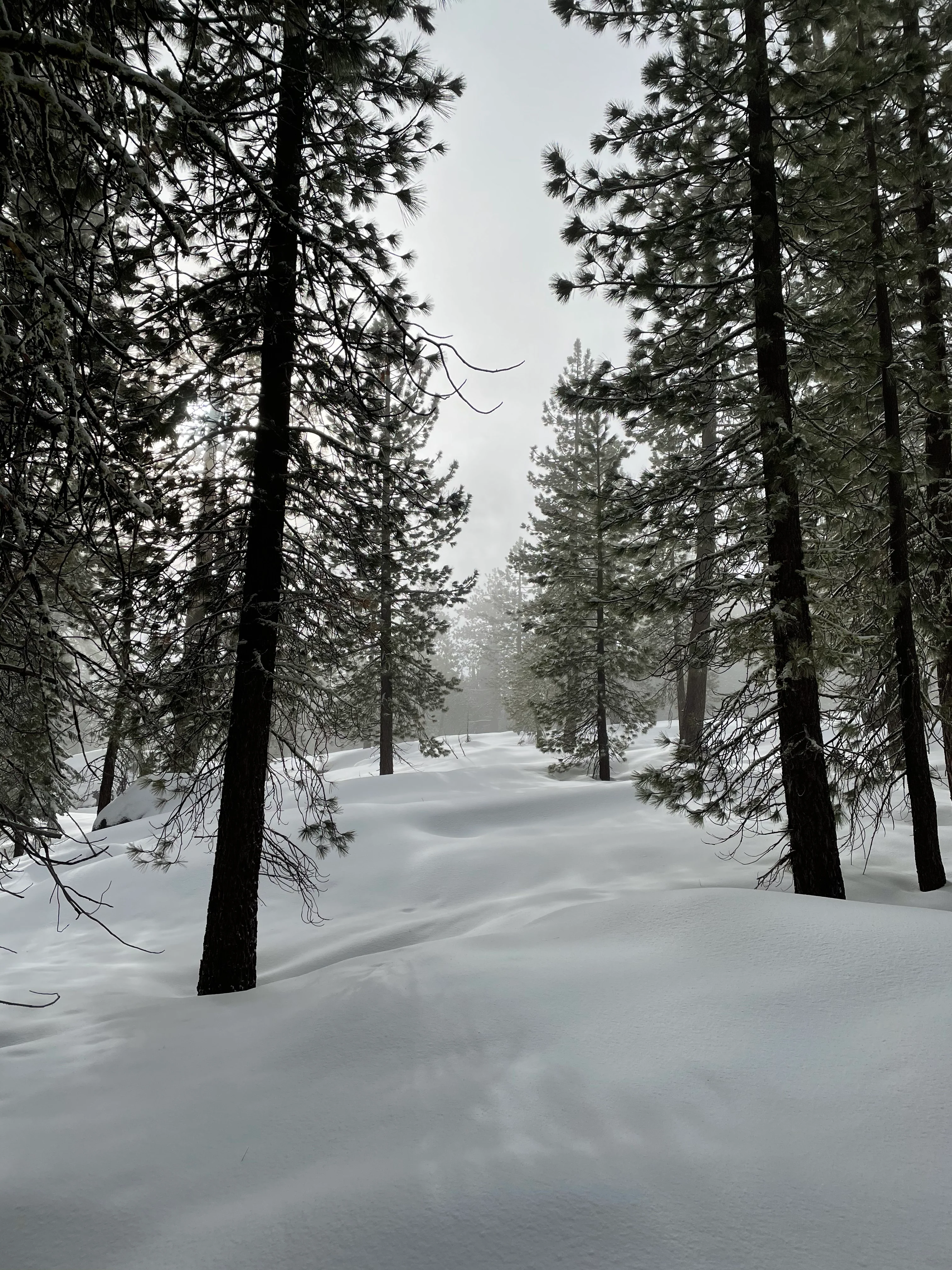 Snowshoeing Yosemite: Tuolumne Grove/Gin Flat Weekend - Image 23