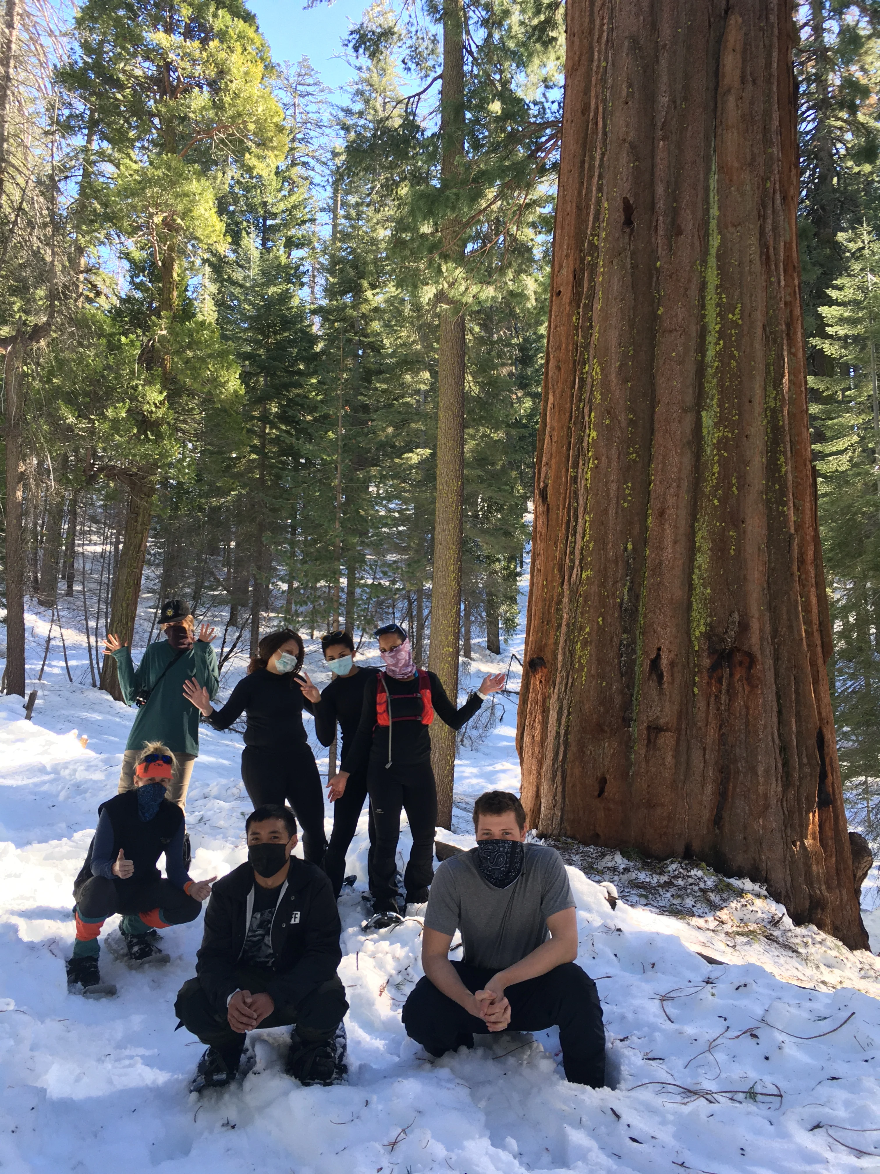Snowshoeing Yosemite: Tuolumne Grove/Gin Flat Weekend - Image 24