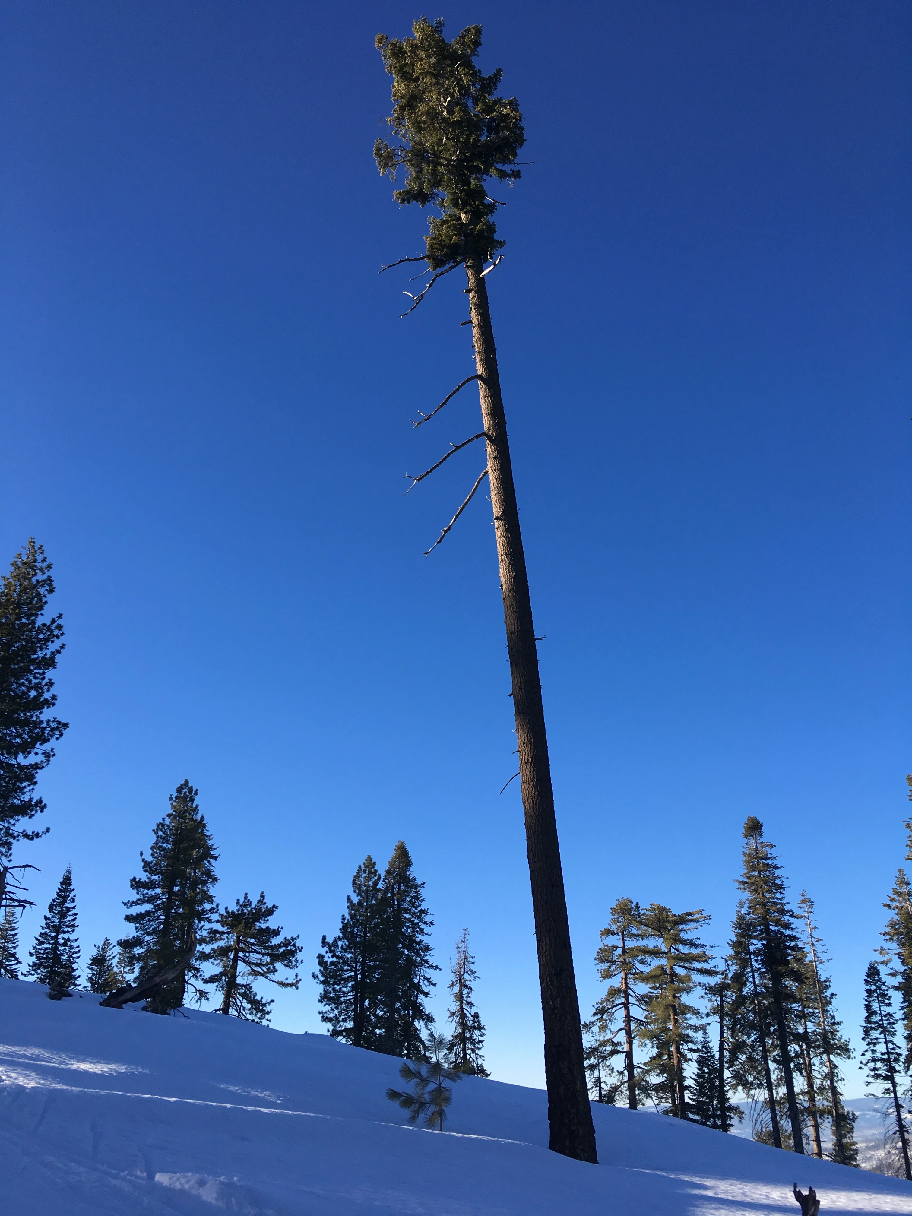 Snowshoeing Yosemite: Tuolumne Grove/Gin Flat Weekend - Image 25