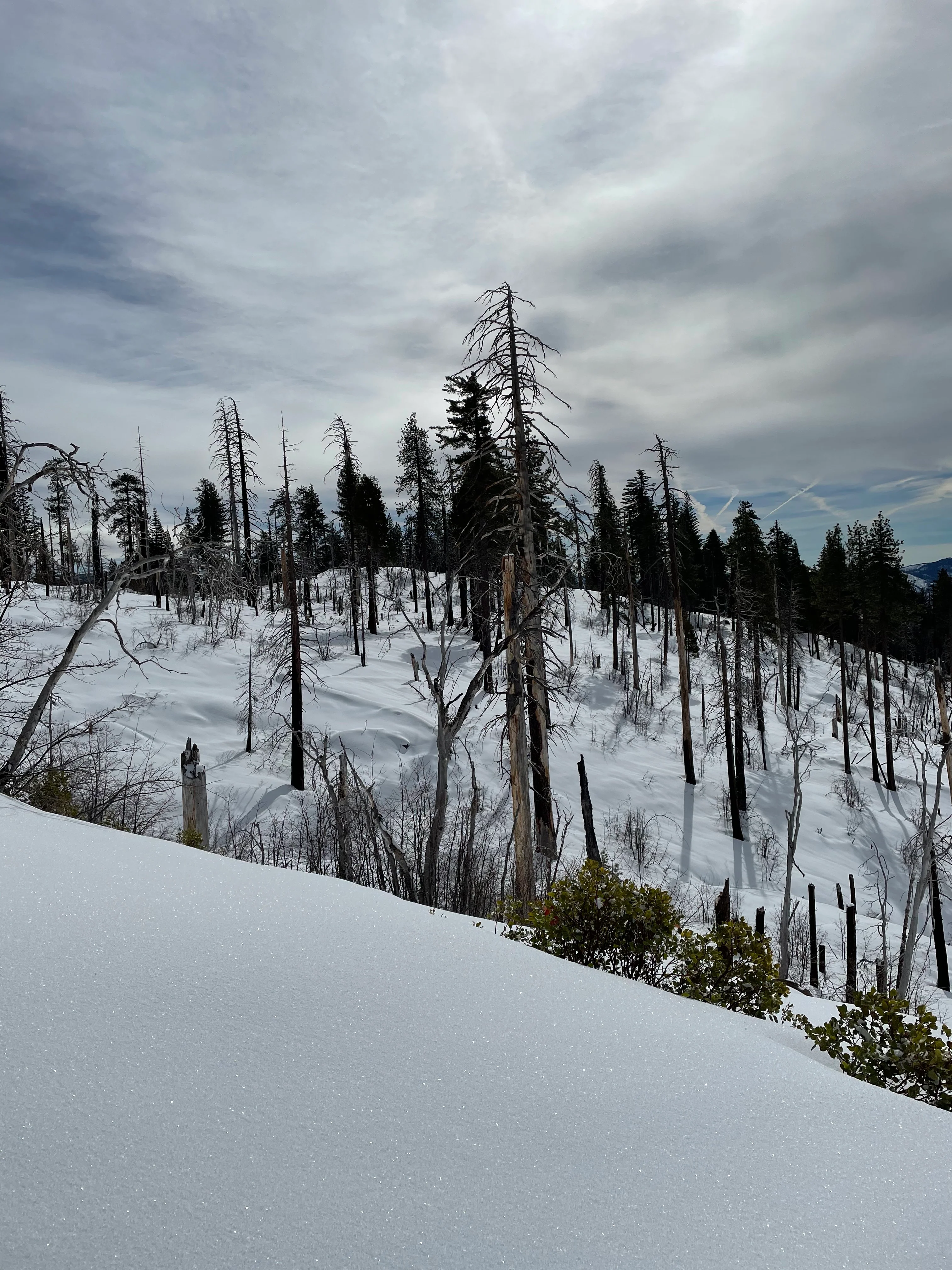 Snowshoeing Yosemite: Tuolumne Grove/Gin Flat Weekend - Image 29