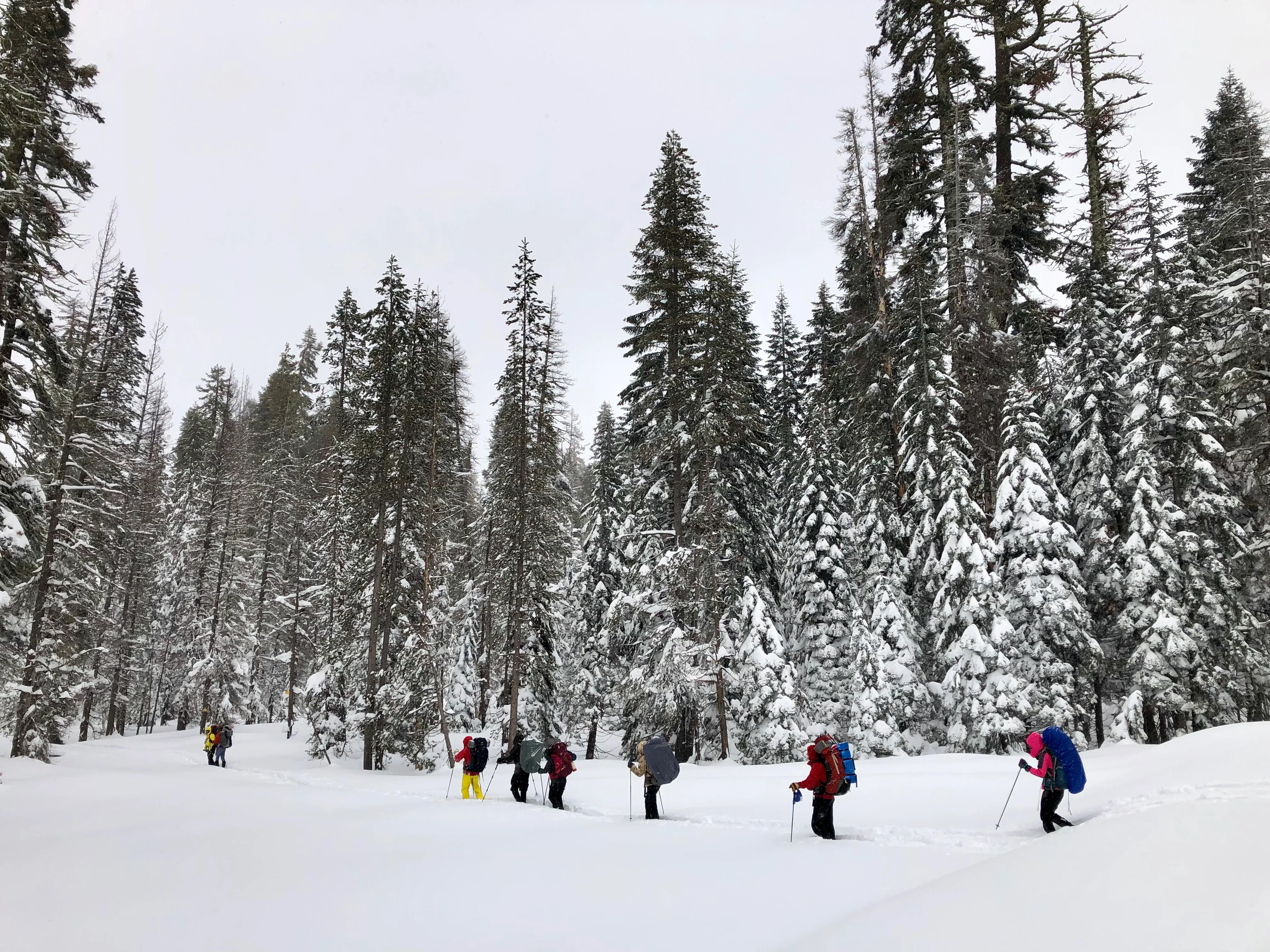 Snowshoeing Yosemite: Tuolumne Grove/Gin Flat Weekend - Image 36