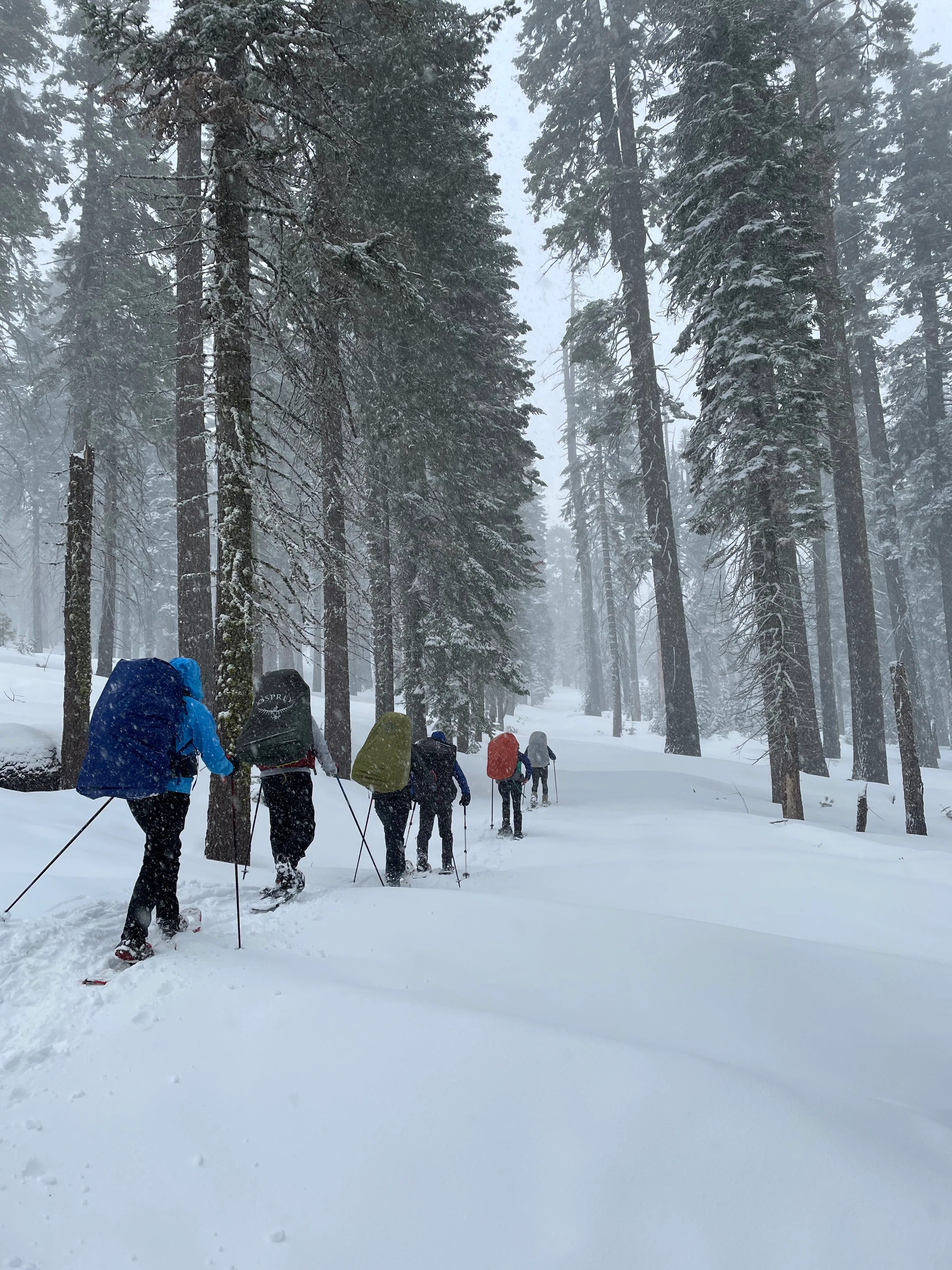 Snowshoeing Yosemite: Tuolumne Grove/Gin Flat Weekend - Image 4